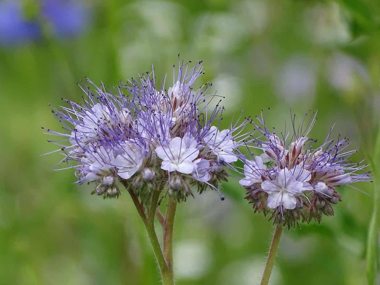 How To Grow American Pennyroyal (Hedeoma Pulegiodes) - Gardening Channel