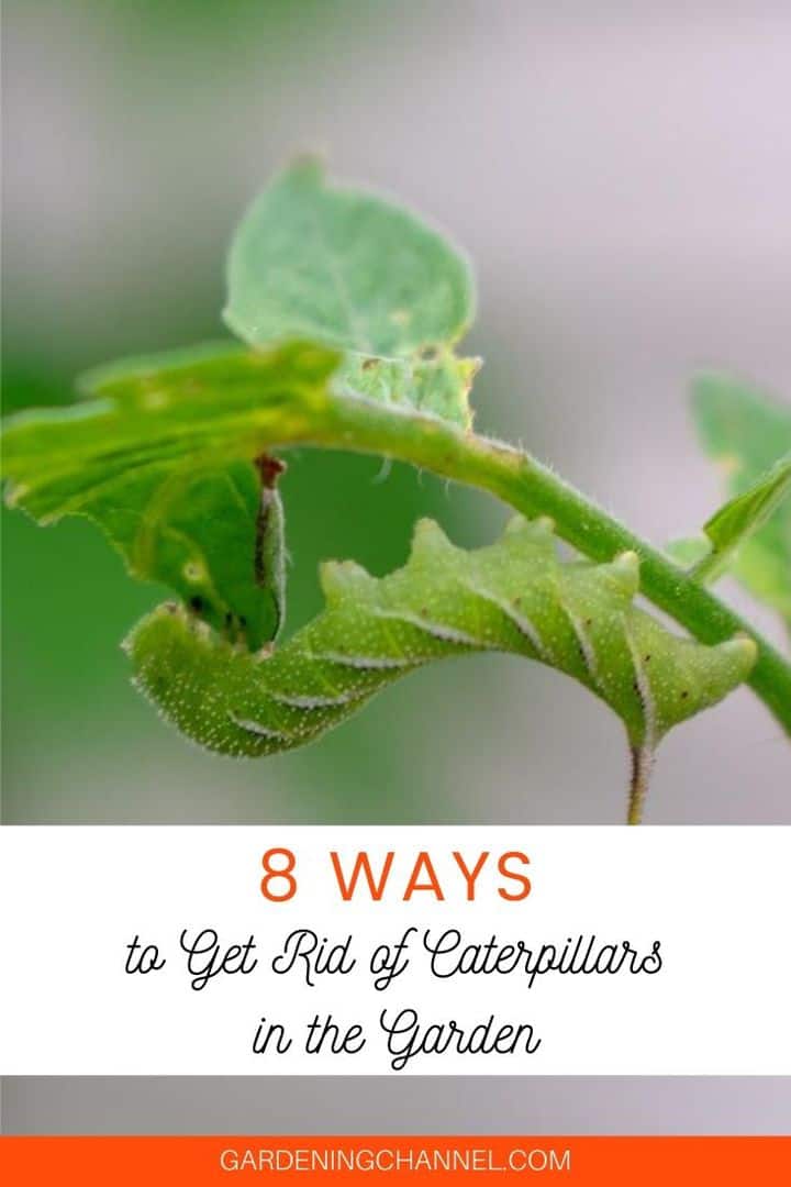 8 Effective Ways To Get Rid Of Caterpillars In The Garden - Gardening ...