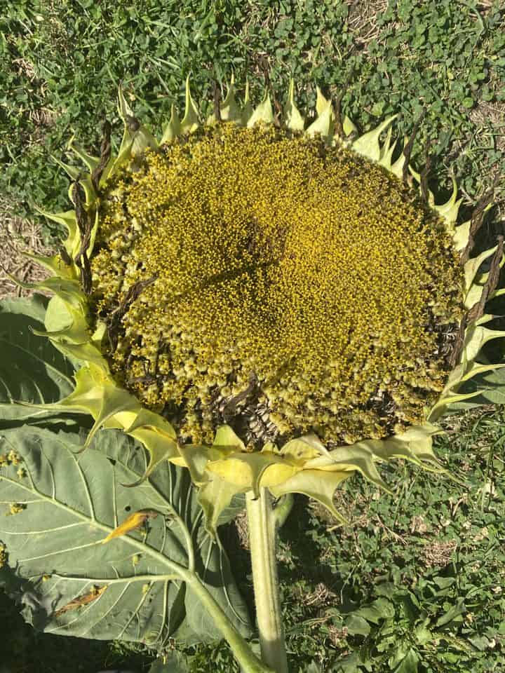 How To Grow And Harvest Sunflowers - Gardening Channel