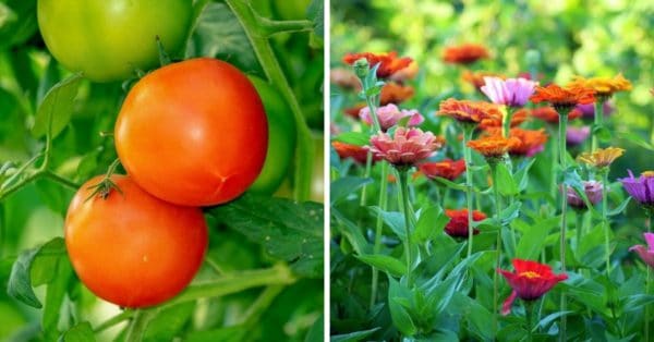 Vegetable Garden vs. Flower Garden: How to Choose ...