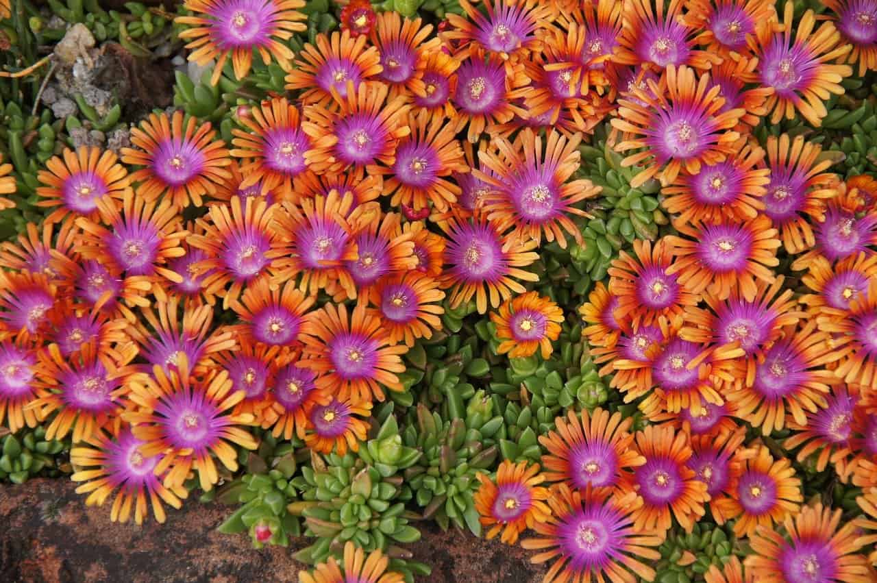 How To Grow Ice Plant Flowers Delosperma Cooperi Gardening Channel