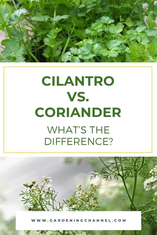 Cilantro Vs. Coriander: What's The Difference? - Gardening Channel