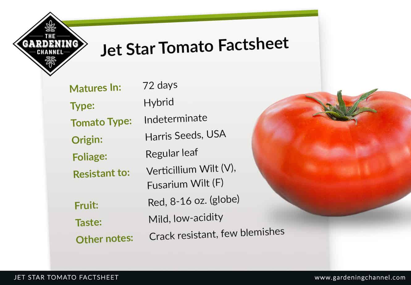 Jet Star Tomatoes. Follow our Jet Star tomatoes through the summer. 