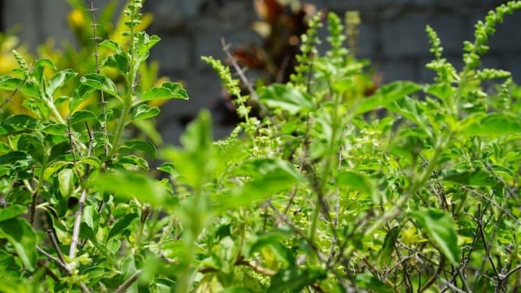 How to Grow Holy Basil Ocimum tenuiflorum Tulsi Gardening Channel