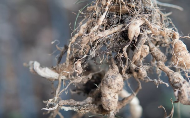 What Can I Do About Root Knot Nematodes?