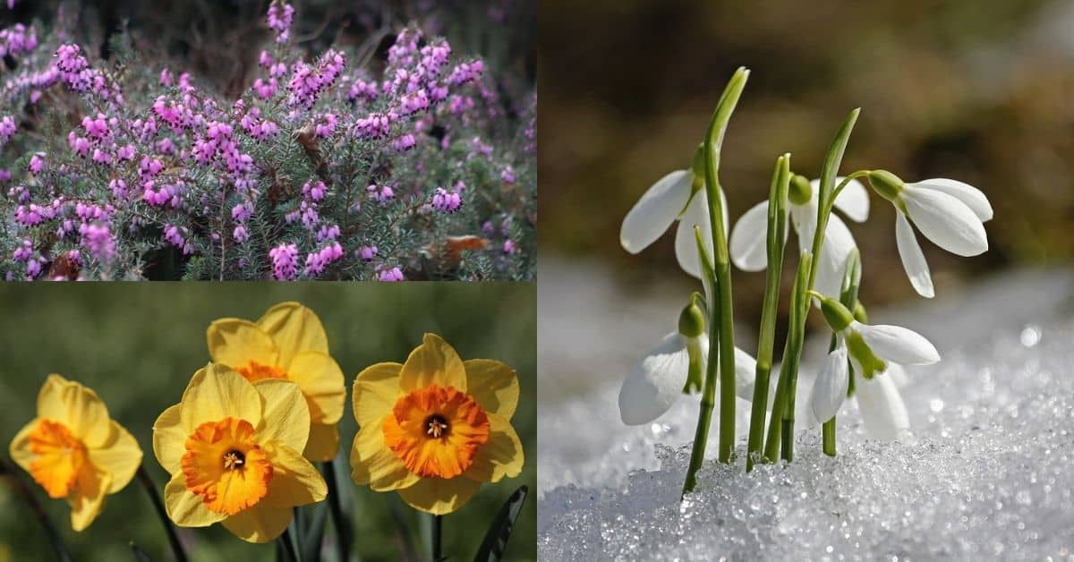 20 Flowers That Bloom In Winter - Gardening Channel