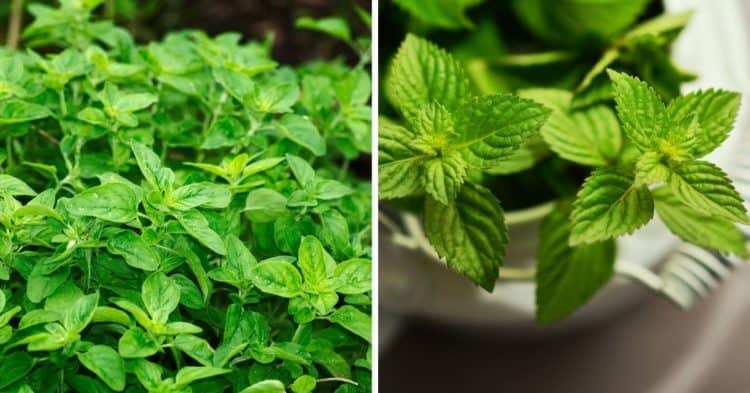 9 Indoor Herbs You Can Grow All Winter Long - Gardening Channel