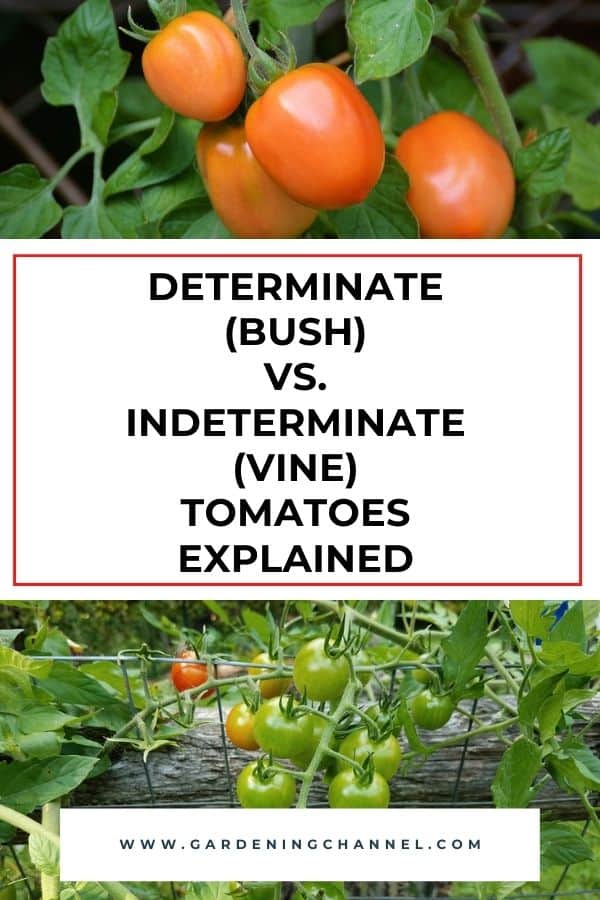 Determinate (Bush) Vs. Indeterminate (Vine) Tomatoes, Explained ...