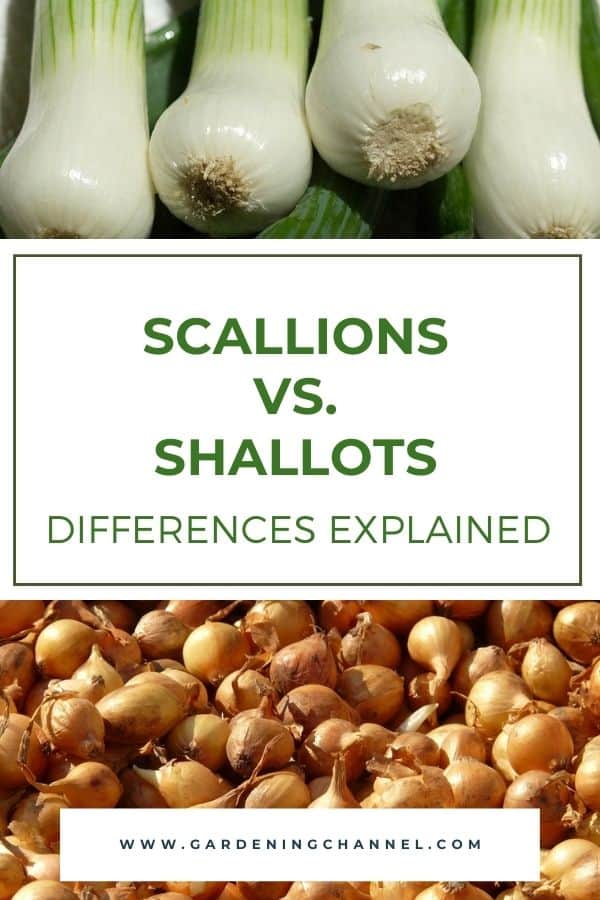 Scallions Vs. Shallots, Explained - Gardening Channel