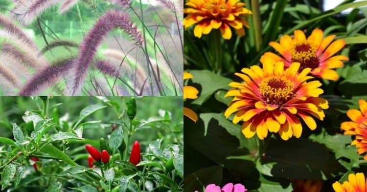 Best Deer Resistant (or Deer Tolerant) Plants for Your Garden ...