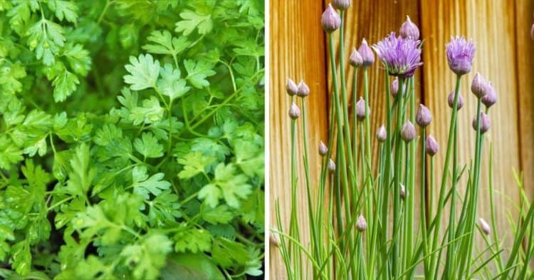 9 Herbs That Grow in Shade - Gardening Channel