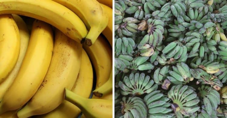 Banana vs. Plantain, Explained - Gardening Channel