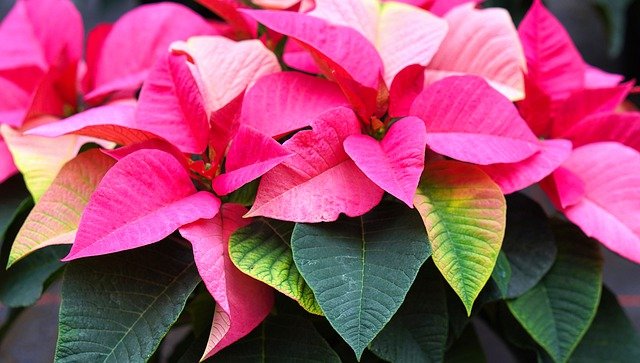 Poinsettia leaves online