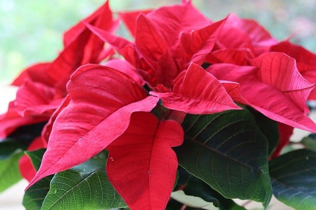 Water poinsettia deals