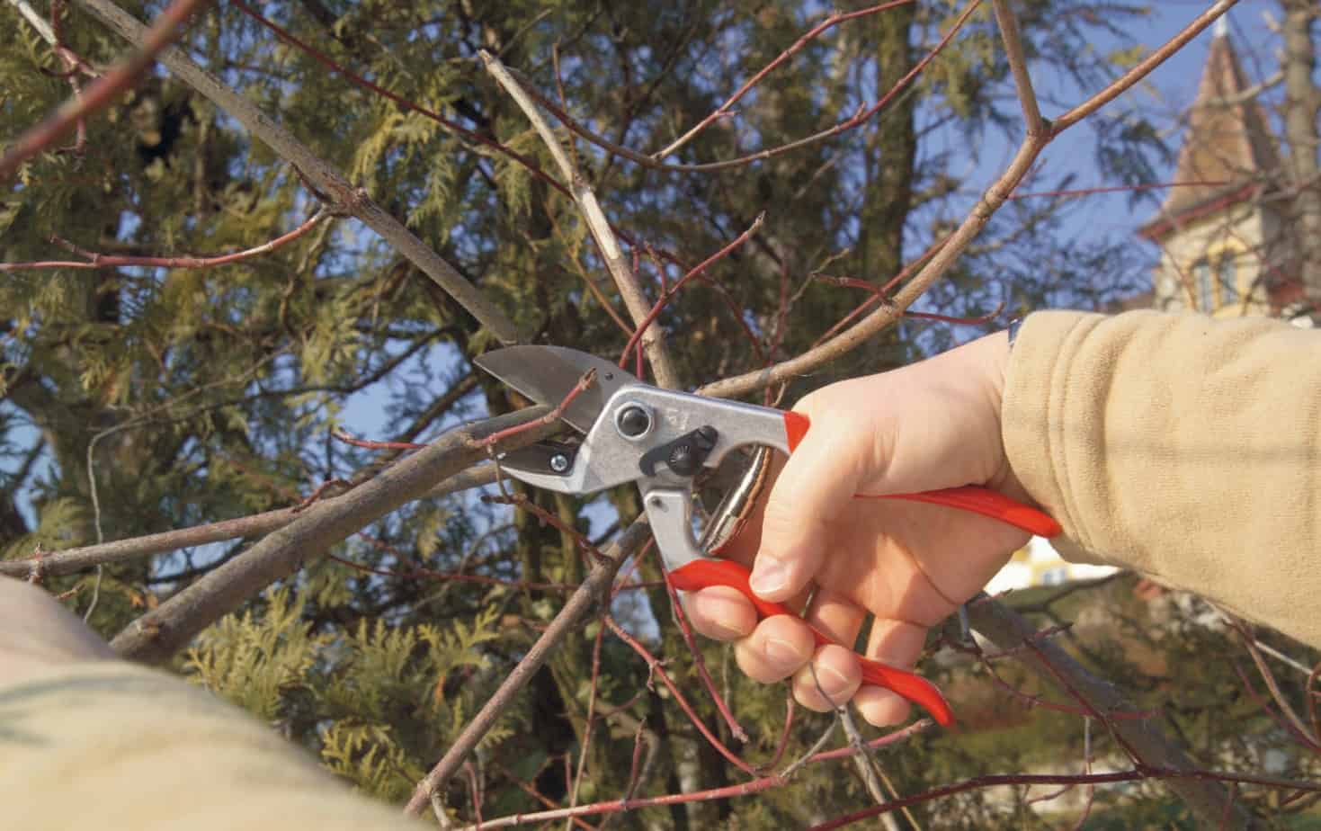 Best Anvil Garden Pruners: Our Top Picks 2021 - Gardening Channel