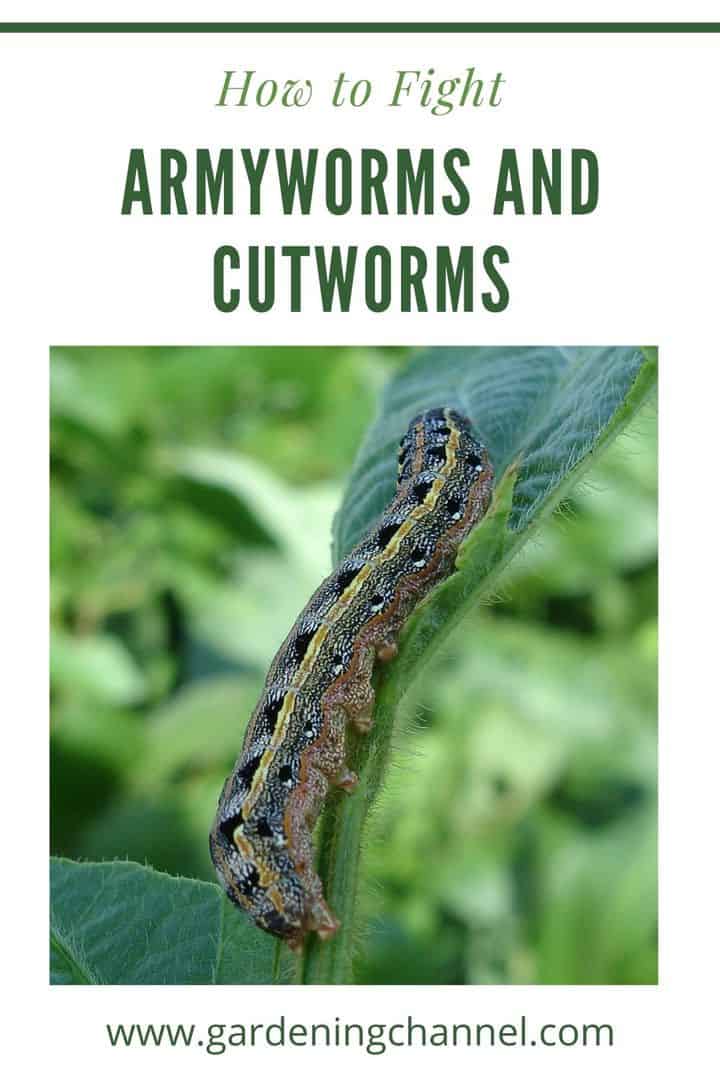 Armyworms / Cutworms: How To Identify And Fight These Garden Pests ...