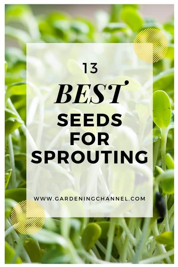 13 Best Seeds For Sprouting - Gardening Channel