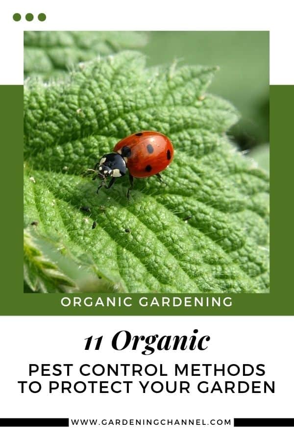 11 Organic Pest Control Methods To Protect Your Garden - Gardening Channel