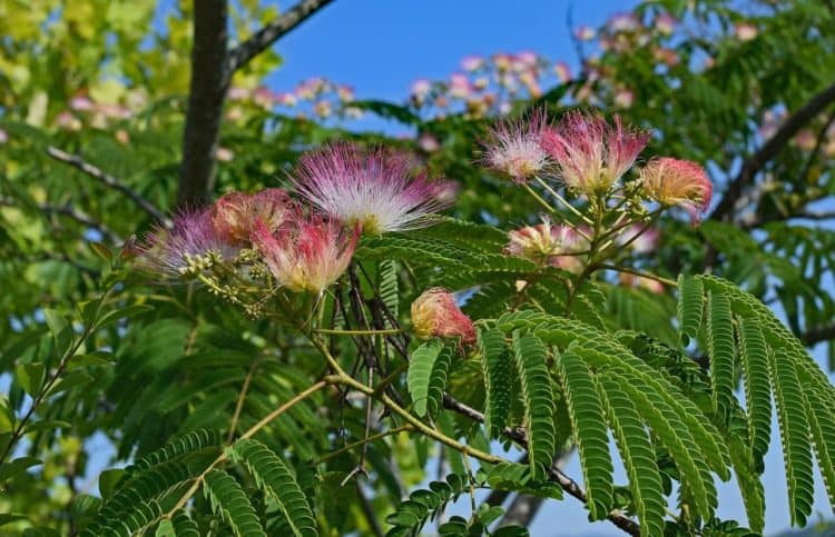 Growing a Mimosa Tree - the Fuzzy Pink Flower Tree - Gardening Channel