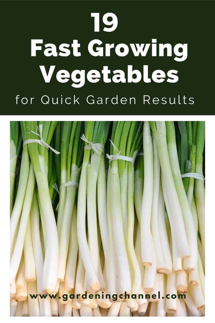 19 Fast Growing Vegetables For Quick Garden Results - Gardening Channel