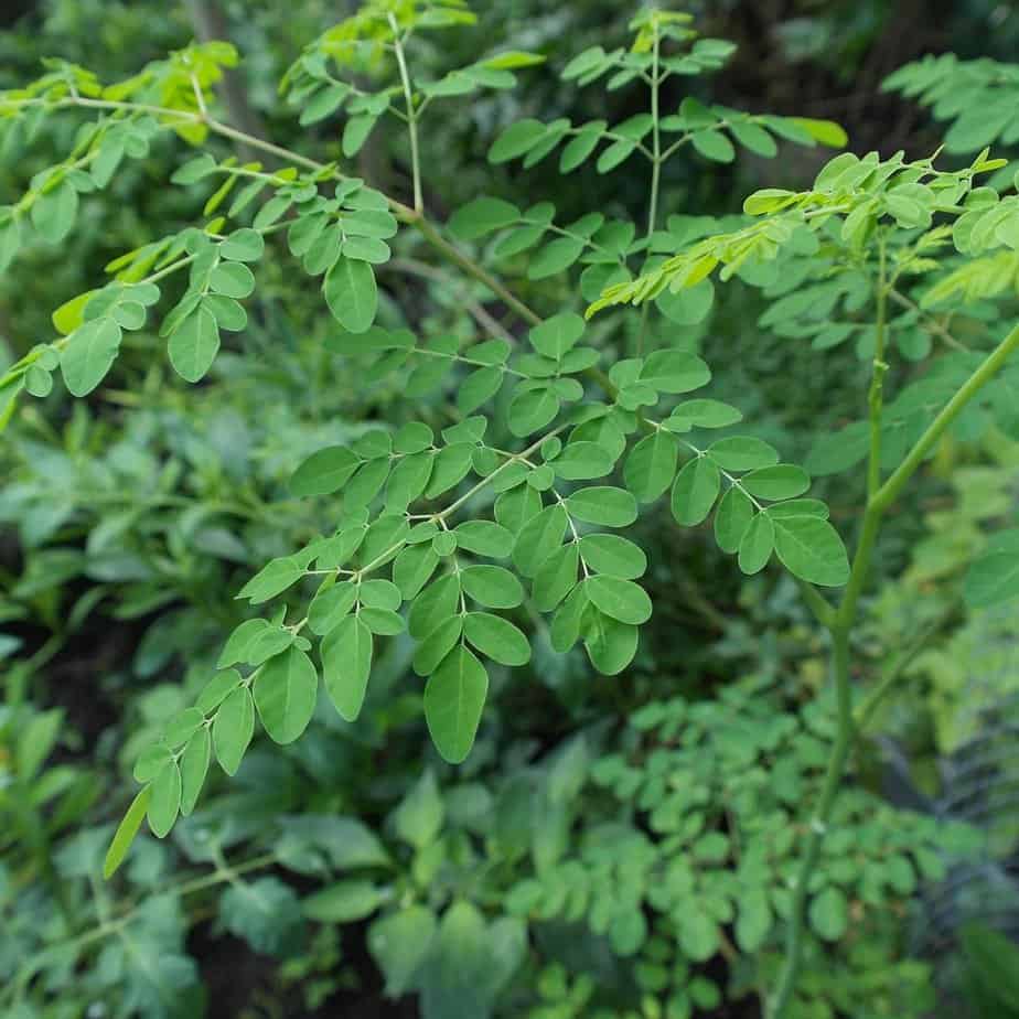 Growing A Moringa Tree In Your Backyard - Gardening Channel