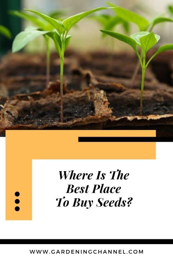 Where Is The Best Place To Buy Seeds? - Gardening Channel