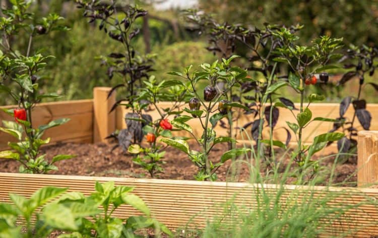 9 Raised Bed Gardening Mistakes You Could be Making ...