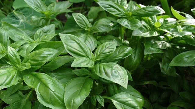 Will Basil Regrow After Cutting Gardening Channel