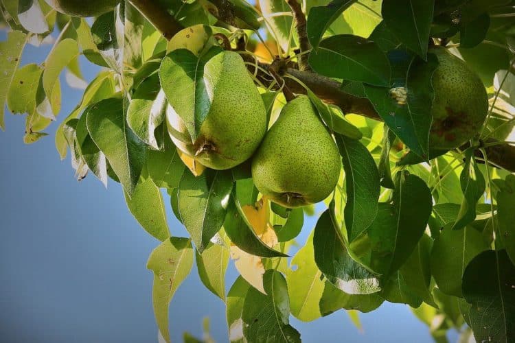 9 Tips for a Healthy Pear Tree - Gardening Channel