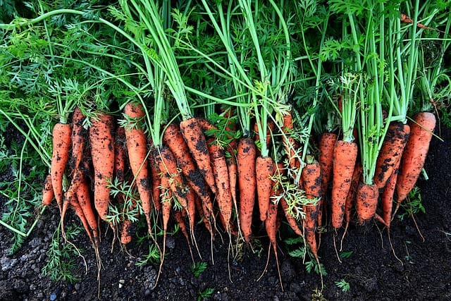 How Do You Prepare Soil For Carrots? - Gardening Channel