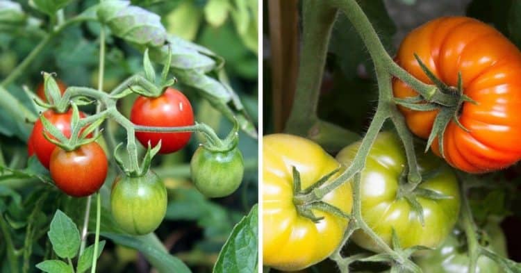 Cherry Tomatoes vs. Tomatoes, Fully Explained - Gardening Channel