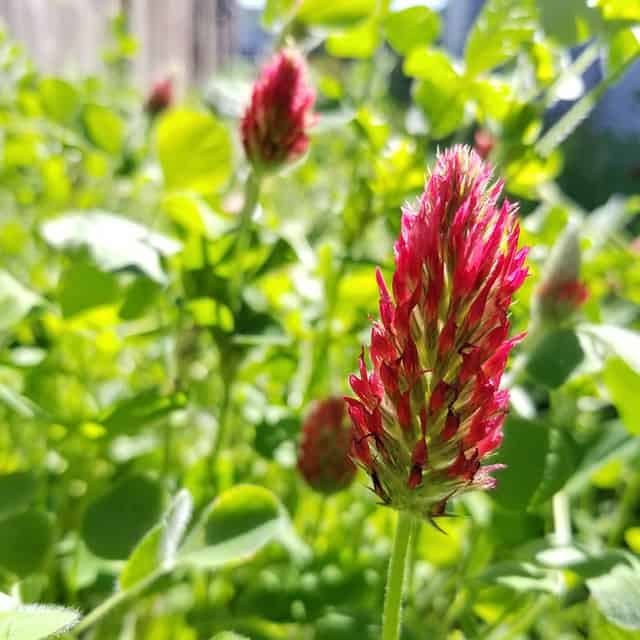 How To Use Cover Crops With A Home Garden - Gardening Channel