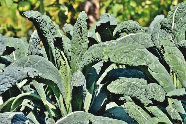 14 Top Vegetables That Grow in Clay Soil - Gardening Channel