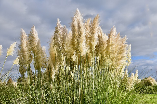 Why Is Pampas Grass Illegal? - Gardening Channel