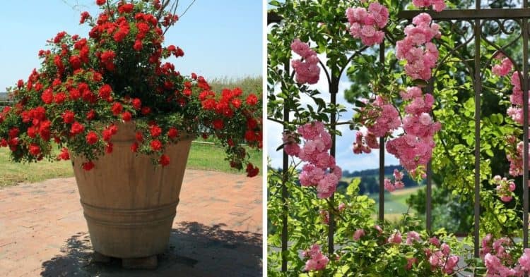 what-is-the-difference-between-a-shrub-rose-and-a-bush-rose