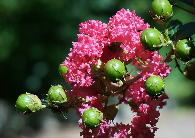 Can you plant crepe myrtle seeds? - Gardening Channel