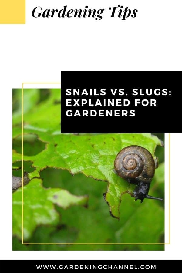 Snails Vs. Slugs, Explained For Gardeners - Gardening Channel