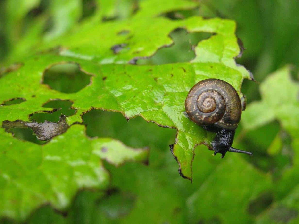 Snails Vs. Slugs, Explained For Gardeners - Gardening Channel