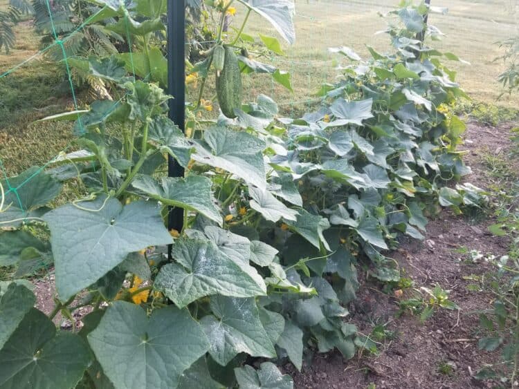 When to Pick Your Cucumbers from the Garden, Explained - Gardening Channel