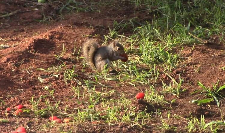 Do Coffee Grounds Keep Squirrels Away? - Gardening Channel