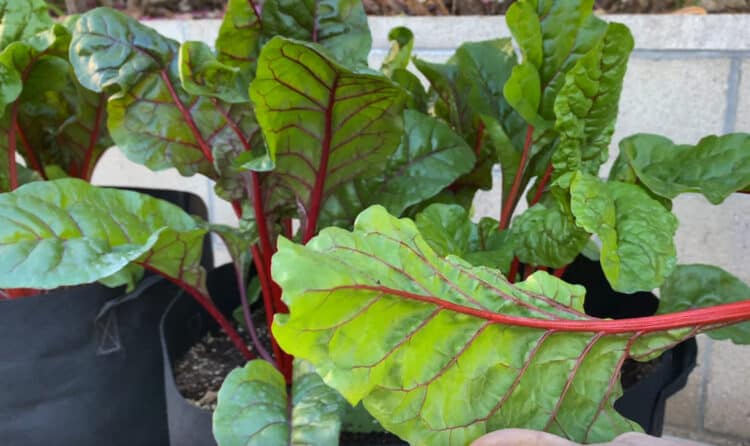 What are the easiest and most nutritious vegetables to grow ...