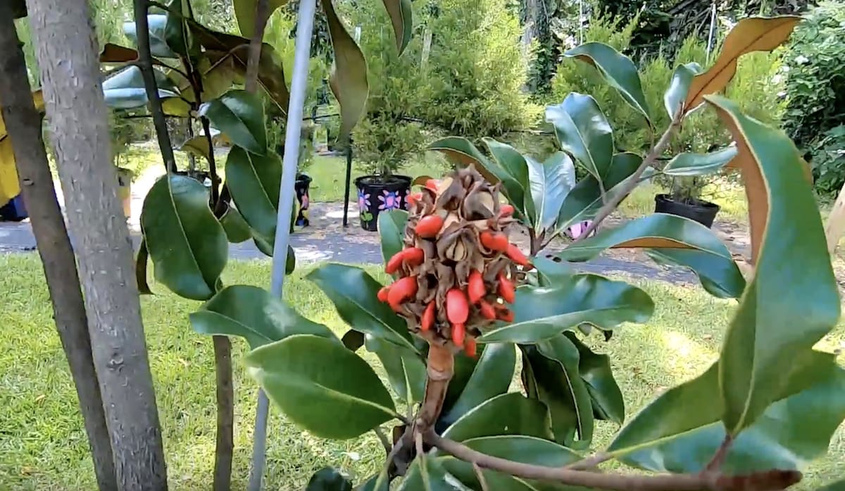 How To Grow And Care For The Southern Magnolia Tree - Gardening Channel