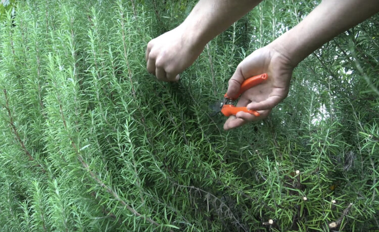 How Do I Keep My Rosemary Plant Healthy Gardening Channel   Pruning Rosemary 750x460 