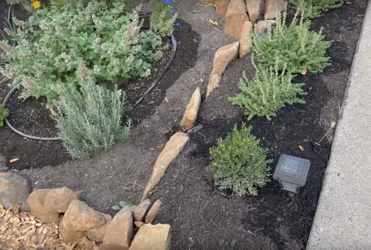 Do deer eat herbs? - Gardening Channel