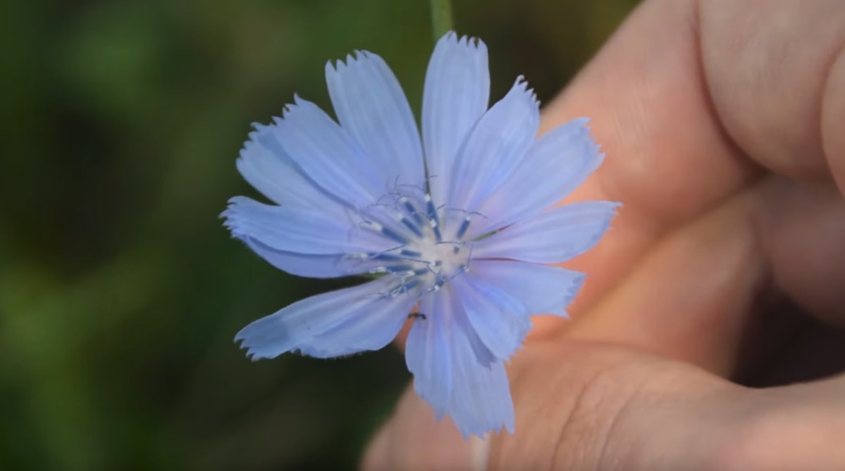 How To Grow Chicory Herb - Gardening Channel