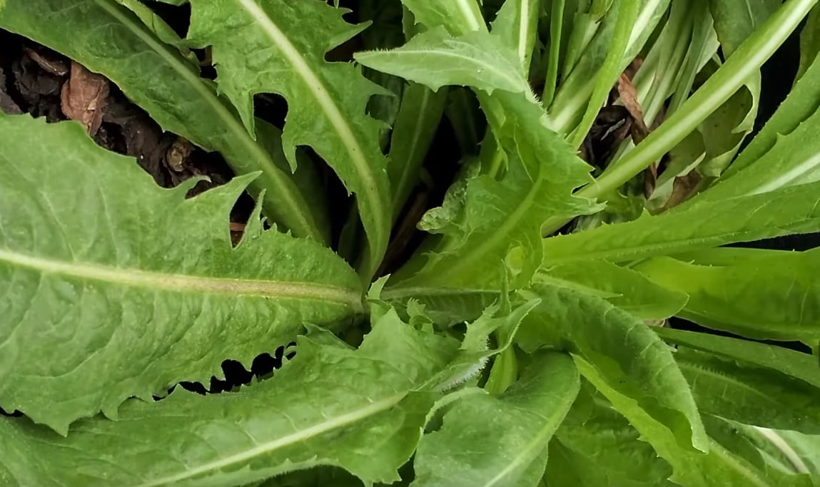 How To Grow Chicory Herb - Gardening Channel