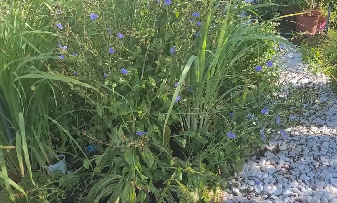 How To Grow Chicory Herb - Gardening Channel